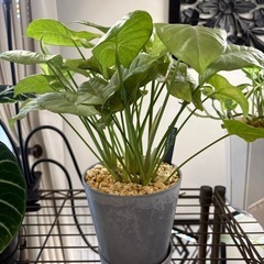 観葉植物シンゴニウムミルクコンフェッティー鉢植えの画像