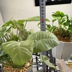 観葉植物シンゴニウムミルクコンフェッティー鉢植えの画像