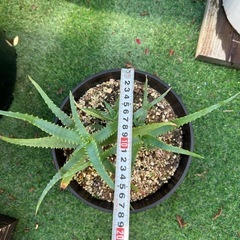 アロエ　鉢植えの画像