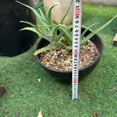 アロエ　鉢植えの画像