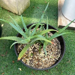 アロエ　鉢植えの画像