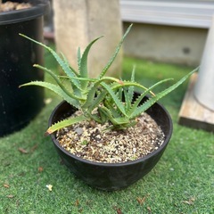 アロエ　鉢植え