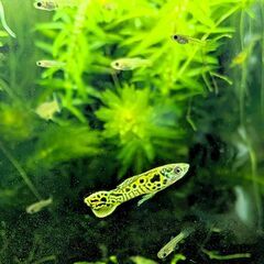熱帯魚 エンドラーズ・グッピー タイガー ペアの画像