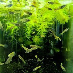 熱帯魚 エンドラーズ・グッピー タイガー ペアの画像