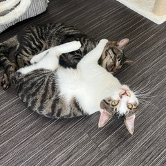 2匹の里親様を探しています