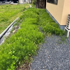 販売中物件の敷地内の草取り(写真撮影必須)の画像