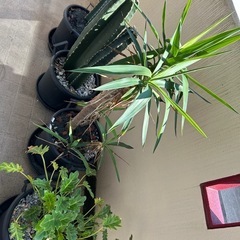 観葉植物　家具　ガーデニング　植物
