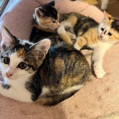 三毛猫3匹の里親募集中です