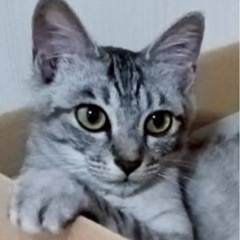 ❣️綺麗なシルバーグレーのサバトラちゃん❣️
