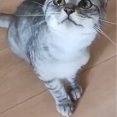 ❣️綺麗なシルバーグレーのサバトラちゃん❣️