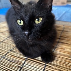 🌼里親募集中子猫の母猫🌼