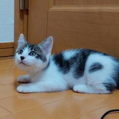 イケメンキジ白じょうた君♂