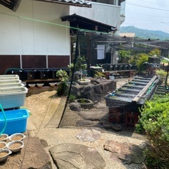 ◆改良メダカ販売の画像