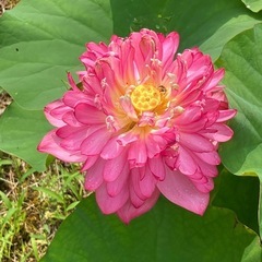 八重茶碗蓮②バケツ売り
の画像