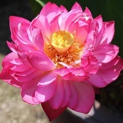 八重茶碗蓮①バケツ売り の画像