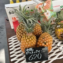 沖縄県産🍍ポコットパイン4本まとめ価格🉐✨✨