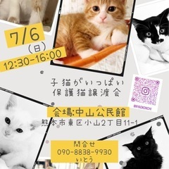 🐱子猫がいっぱい🐱保護猫譲渡会🐈🐈‍⬛🐾中山公民館