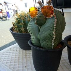 第7回はなのわマルシェ出店者大募集！！ − 静岡県