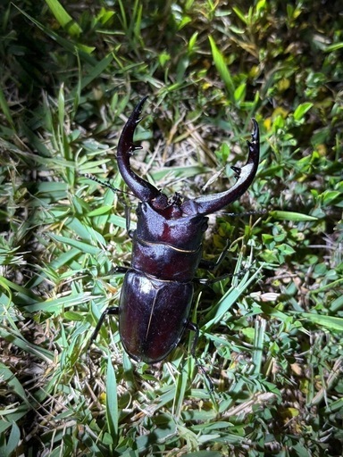 天然カブトムシ　採れたて100ペア200匹セット！　７月14日～15日に採集！　１7日（水曜日）に発送。　 | 生体天然 ヤマトカブトムシ 成虫 ペア from SCRATCH