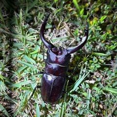 クワガタ・カブトムシ無人販売中の画像