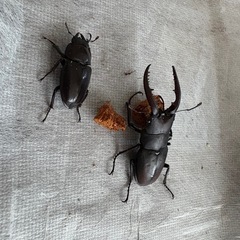 天然　ノコギリクワガタ　オスメス1ペア
