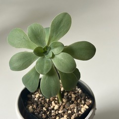 多肉植物 セダム 薄化粧 
