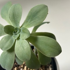 多肉植物 セダム 薄化粧 の画像