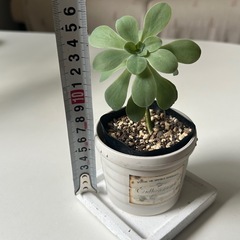 多肉植物 セダム 薄化粧 の画像