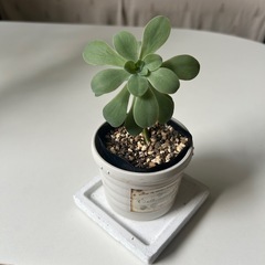 多肉植物 セダム 薄化粧 の画像