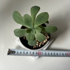 多肉植物 セダム 薄化粧 の画像