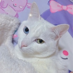 臆病で恐がりなオッドアイの白猫ちゃん(避妊済)