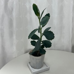 多肉植物 カランコエ リンリン  ①
