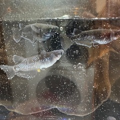 【 曜変天目 めだか 】15+α 有精卵　メダカ　卵  の画像
