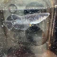 【 曜変天目 めだか 】15+α 有精卵　メダカ　卵  の画像