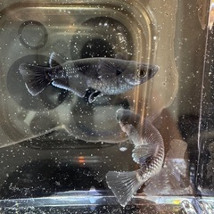 【 曜変天目 めだか 】15+α 有精卵　メダカ　卵  の画像