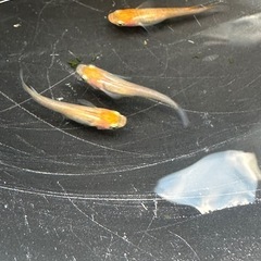 メダカ 錦龍紅白 1ペア＋メスの画像