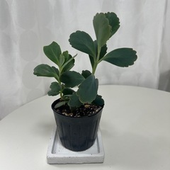 多肉植物  カランコエ リンリン ②