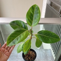 【予約中】観葉植物 フィカス アルテシマ ポット付きの画像