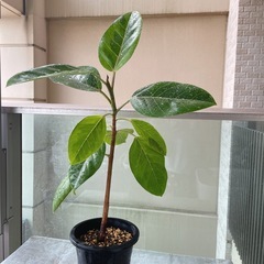 【予約中】観葉植物 フィカス アルテシマ ポット付きの画像