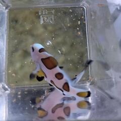 カクレクマノミ　オレンジストーム二匹セットの画像