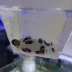 カクレクマノミ　オレンジストーム二匹セットの画像