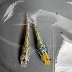 宮桜　メダカ　15個+α 有精卵　めだか　メダカ　卵