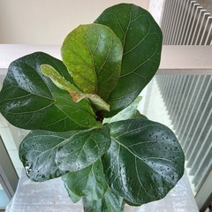 観葉植物　フィカスリラータ(カシワバゴム)の画像