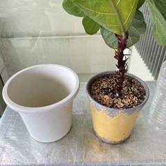 観葉植物　フィカスリラータ(カシワバゴム)の画像