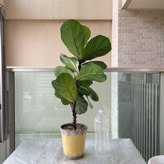 観葉植物　フィカスリラータ(カシワバゴム)の画像