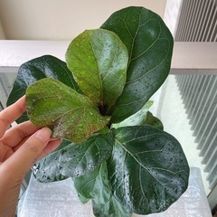 観葉植物　フィカスリラータ(カシワバゴム)の画像