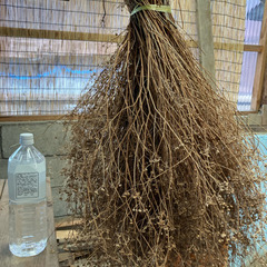 無農薬　パクチーの種　大量の画像