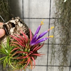 植物育成場所を探しています、写真のような物を育成してます。