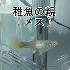 受け渡し者決まりました《国産グッピー》ドイツイエロータキシード　グッピー　稚魚15匹＋ｵﾏｹの画像