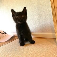 まっくろくろすけ♡ − 三重県